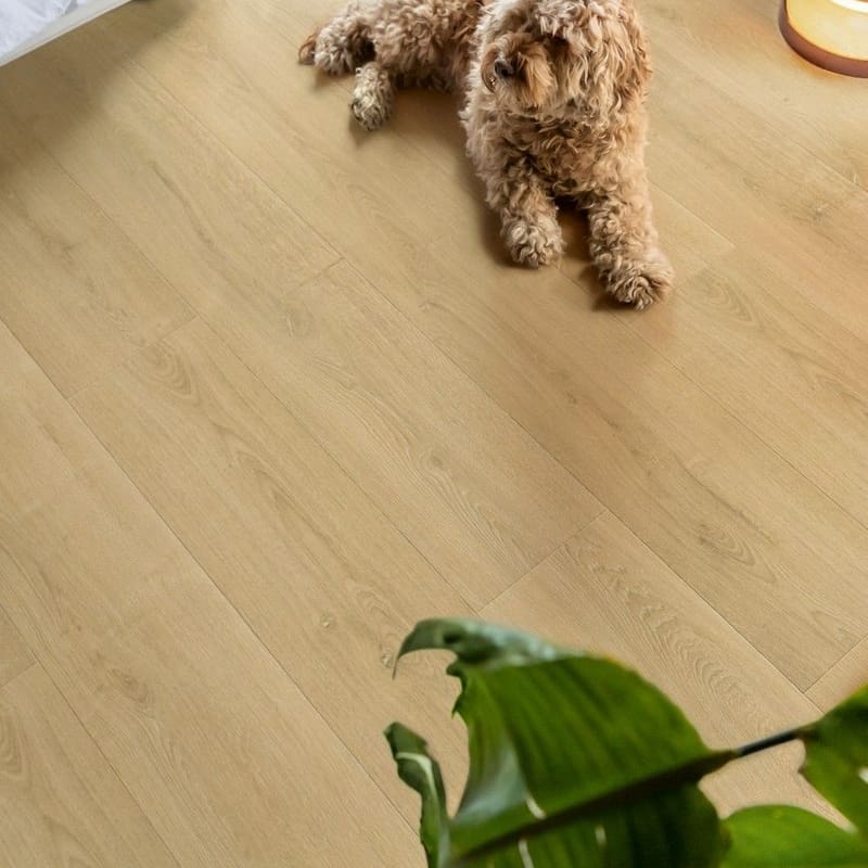 Dog lying on Quick-Step Capture Brushed Oak Natural laminate flooring in bedroom setting